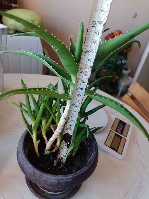 продавам алое вера