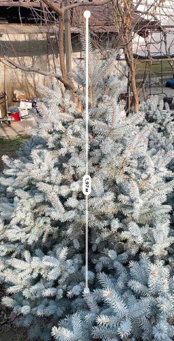 Голубая Ель - Archa Moviy Tikan