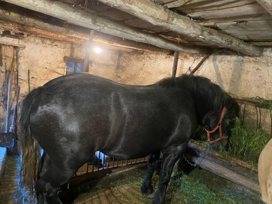 Mânza de vânzare are 2 ani pentru mai multe detalii sunați