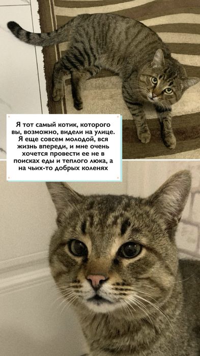 Кот ищет семью СРОЧНО
