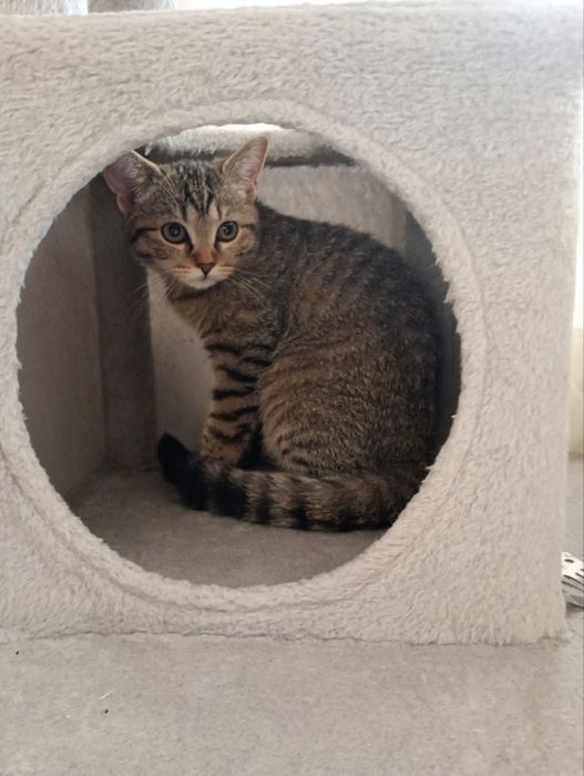 Коте Алис на 4 месеца си търси дом