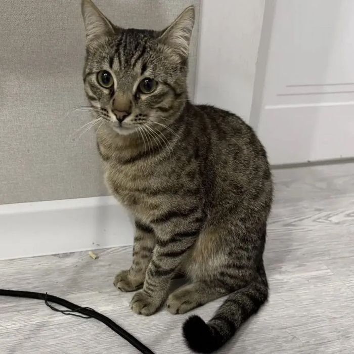 Кошка кот мысык мальчик