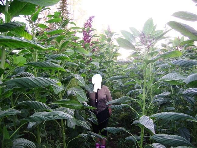 Амарант уруги Оптом