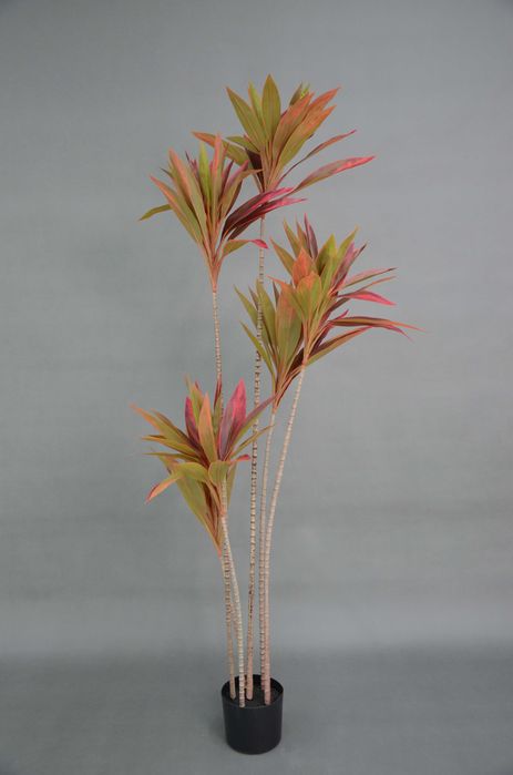 Дерево Кордилина 175см