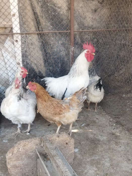 Продам куры домашние