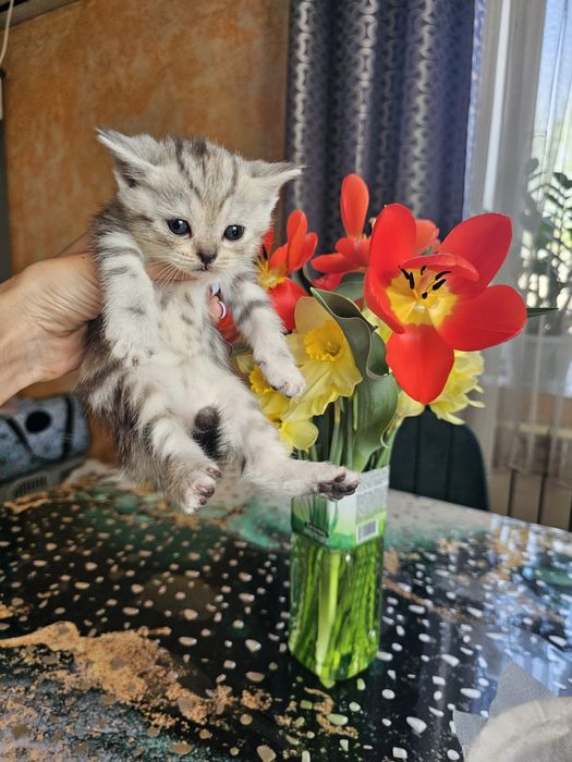 Шотландцы чистокровные