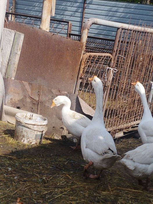 Продаются 7 гусей