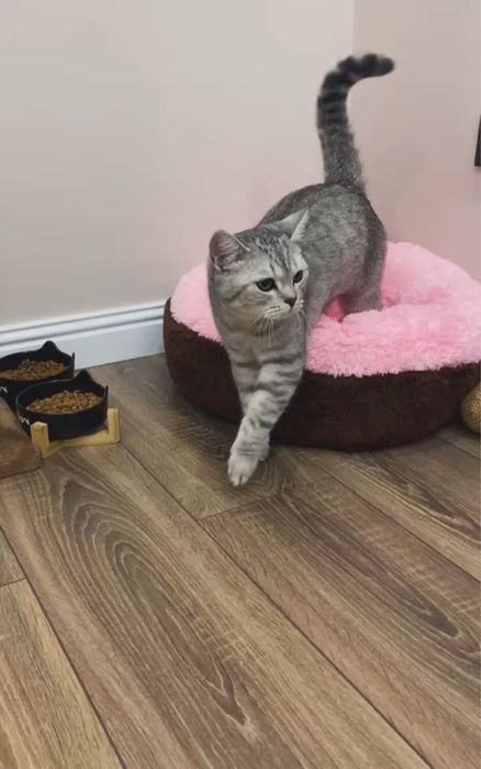 Котенок скоттиш страйт