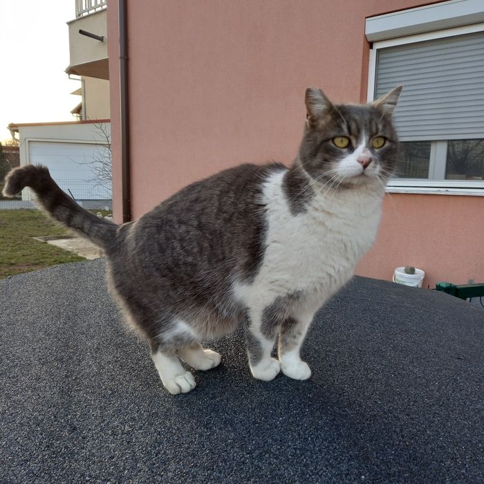 Котета на 8 месеца