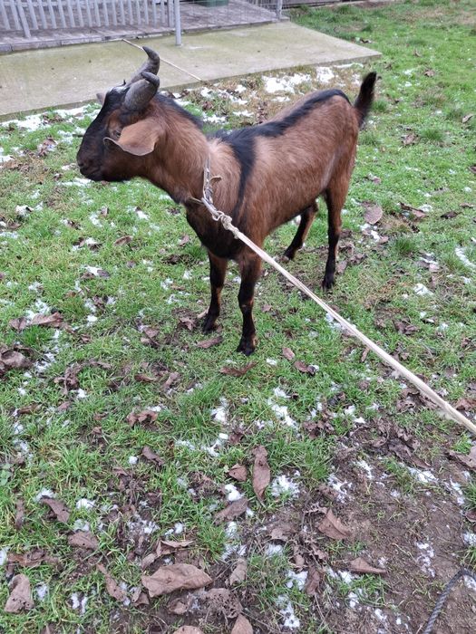 Țap anglonubian de vânzare