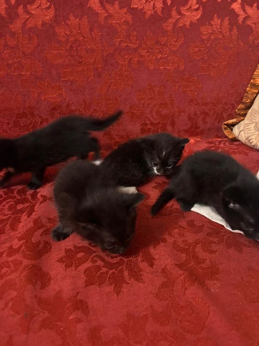 котята маленькие
