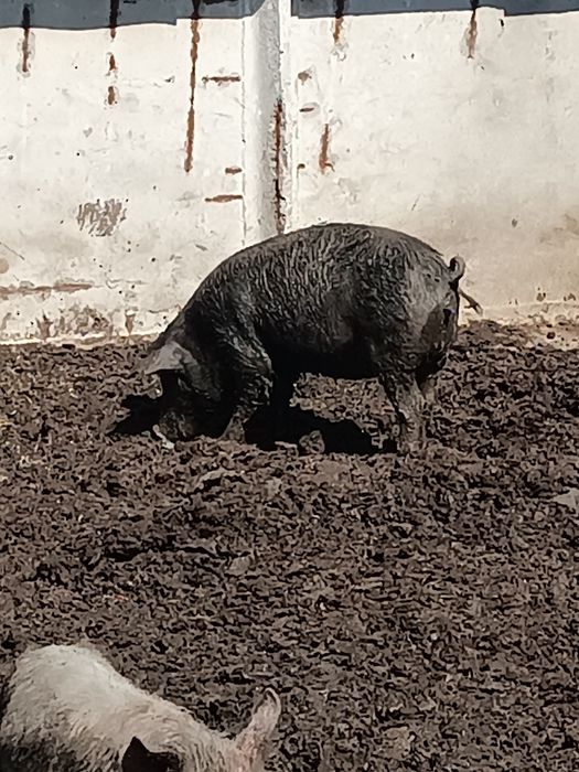 Продам свинку на племя