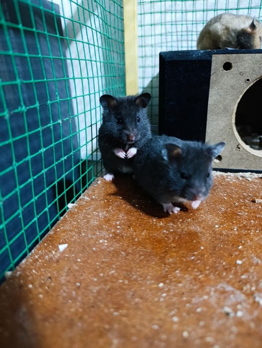 Хамяк  Сиренский сотилади