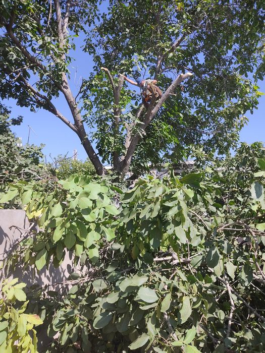 Uzumlarni xomtok qilaman