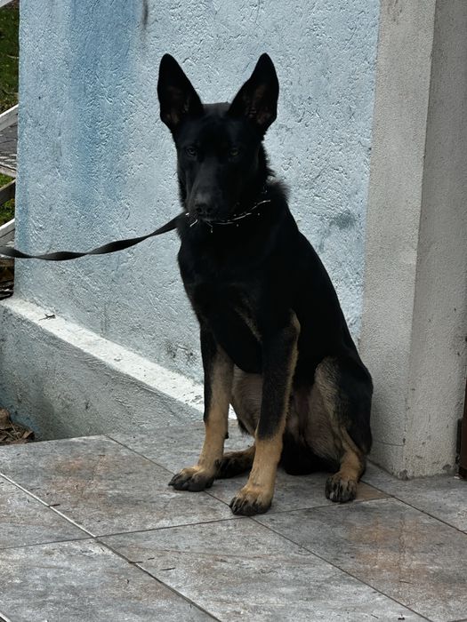 Ciobanesc belgian carbon