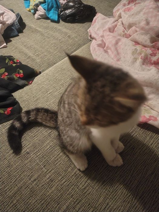 Продам срочно котенка