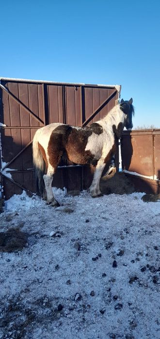 Продам лошадей .