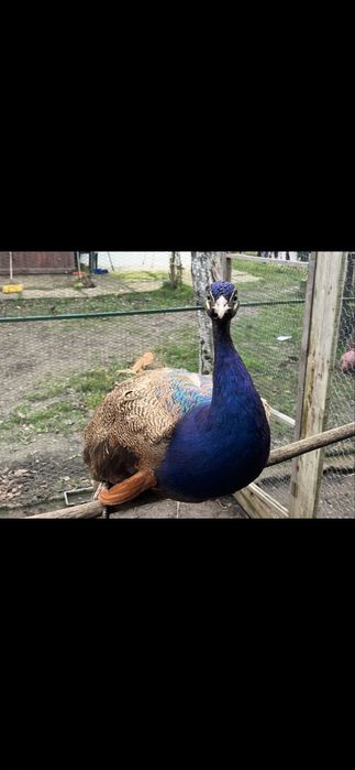 Mascul 2 ani paun Purple