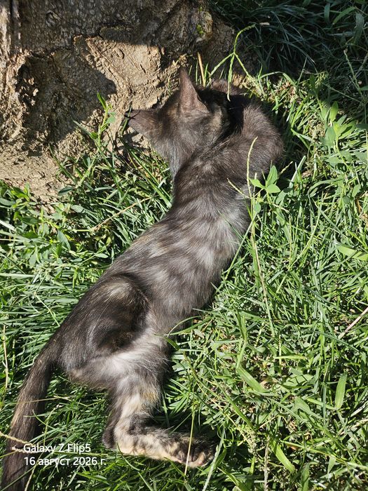 Котенце с три лапички