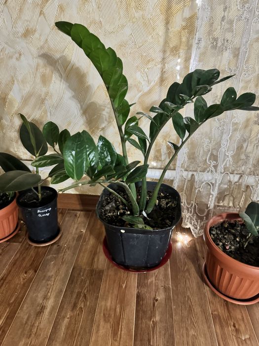 Продам домашние цветы