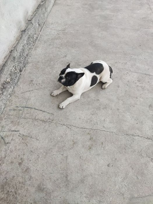 Щенок Французский бульдог