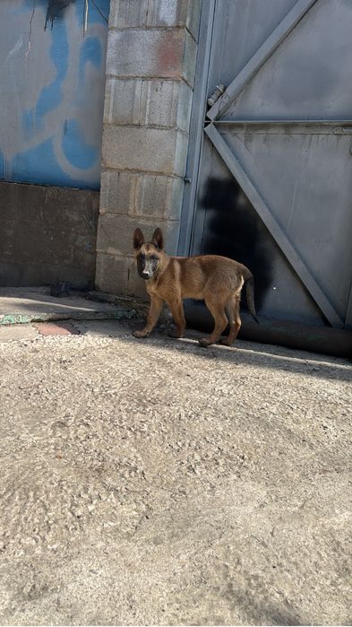 Малинуа , бельгийская овчарка
