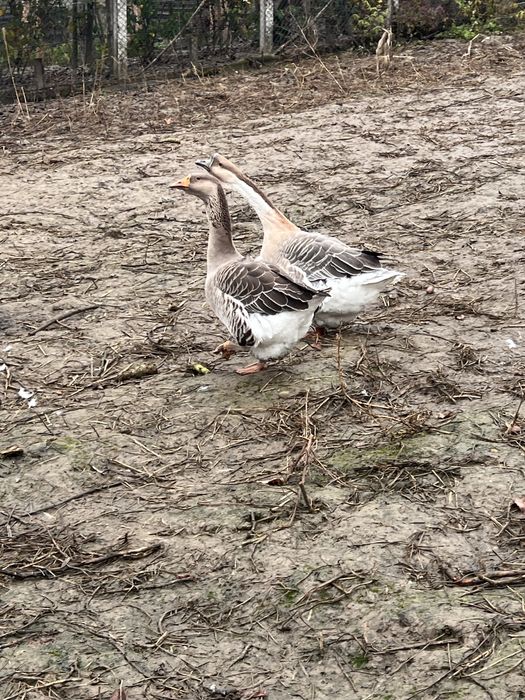 Vand gaste  pereche si un ratoi