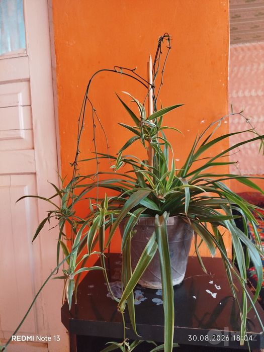 gullar sotiladii