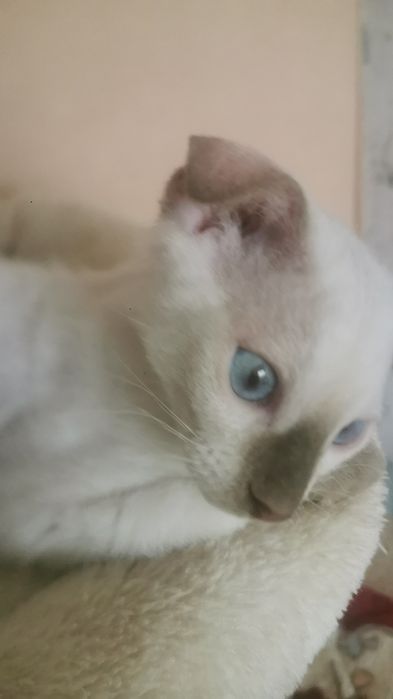 Продаётся котенок сфинкса левкоя