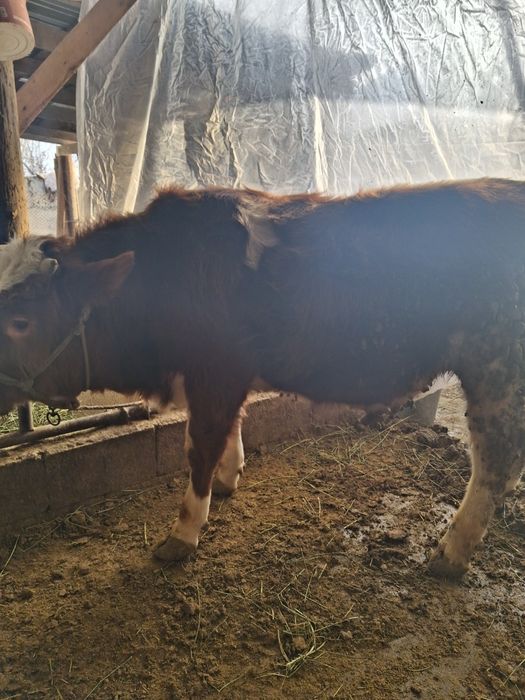 Продам бычка симментал