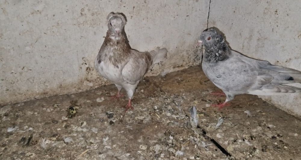 Чубатые челкари      .