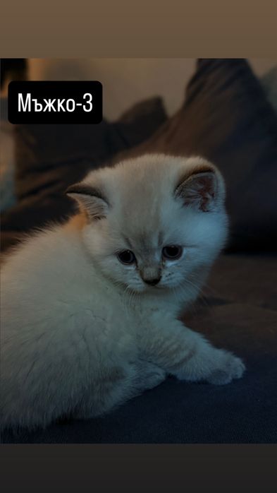 Британски котки