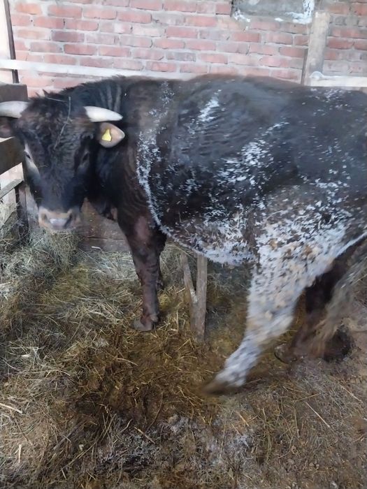 Продам быка  на племя.