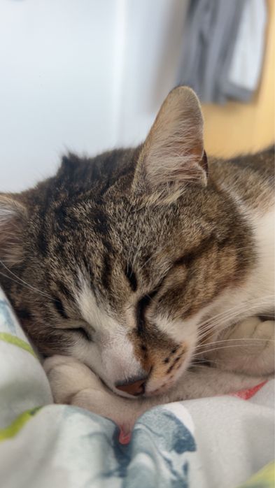 Petsitter pisici Cluj
