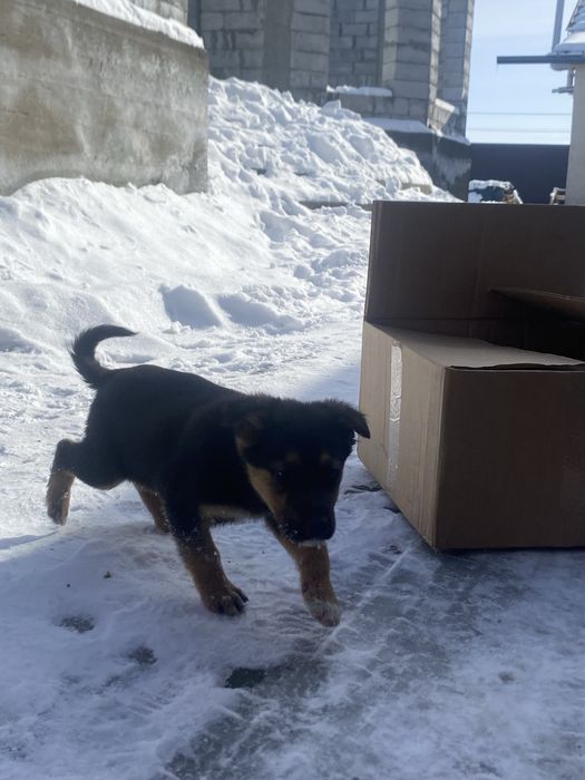 Немецски овчарка