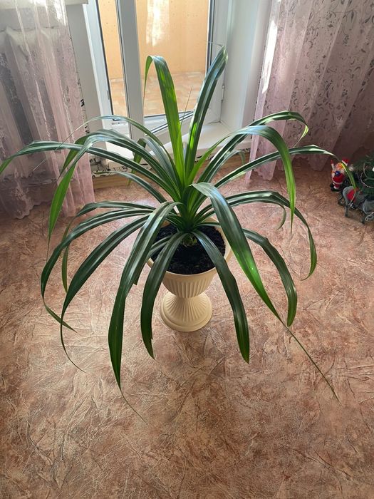 Продам винтовую пальму (Панданус)