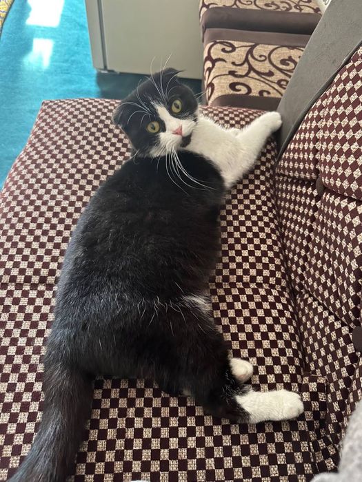 продается кошка scottish fold