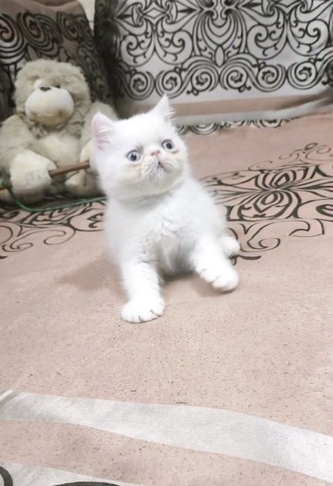 Экзотик мальчик из Проф.Питомника
