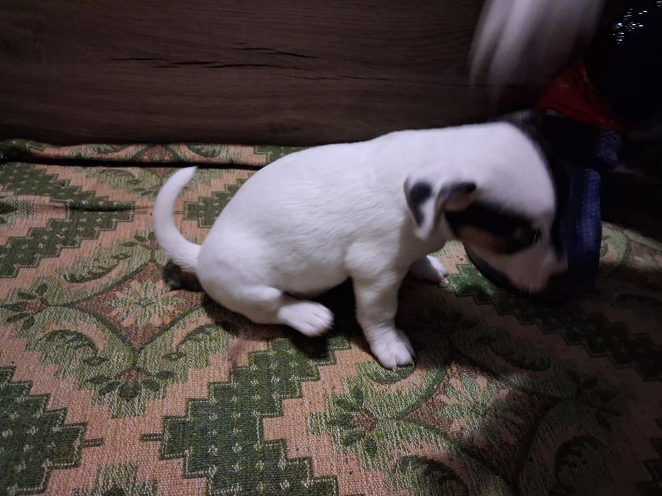 Джак ръсел гр Баня!