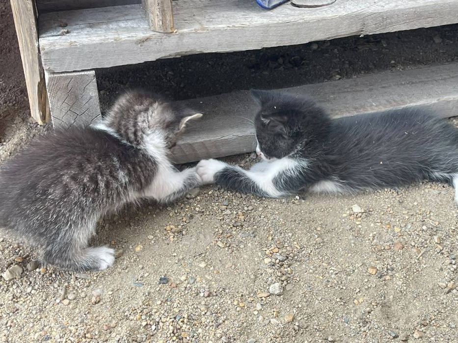 Отдам.  котята.в добрый