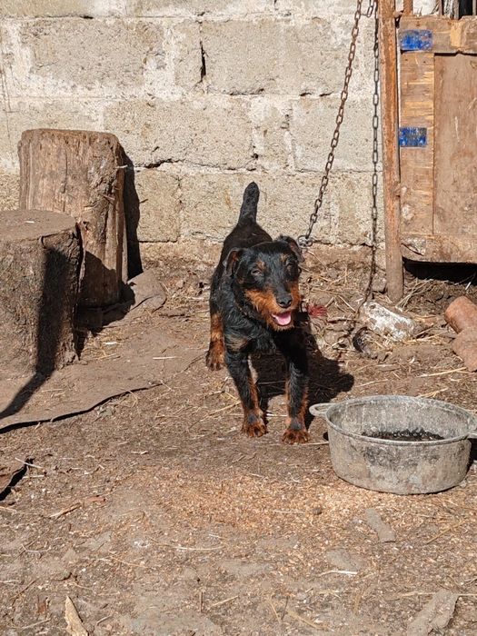 Mascul jagdterrier jagdterrier