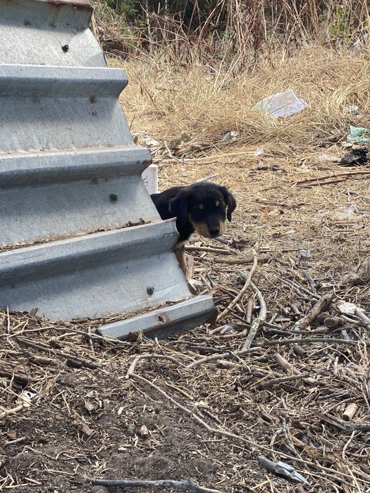 Ловни кученца