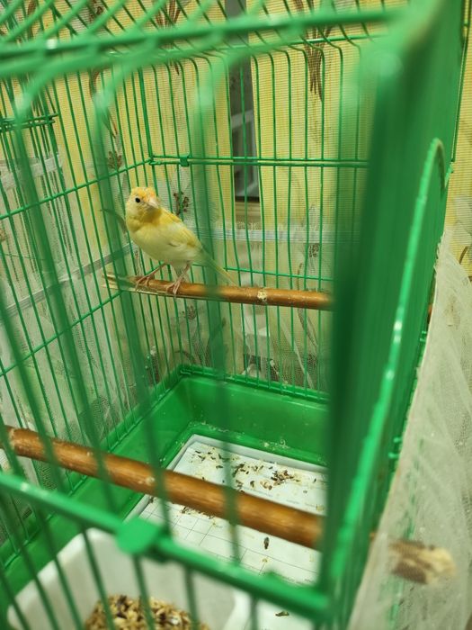 Продам канарейку