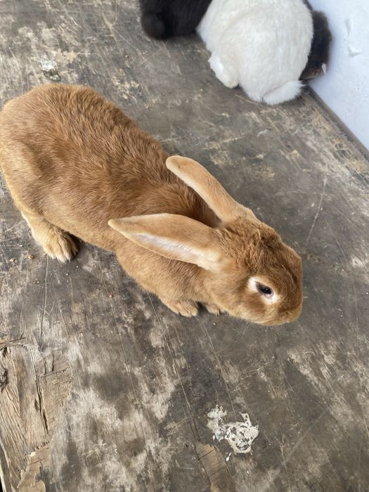 кролики разной породы, не микс