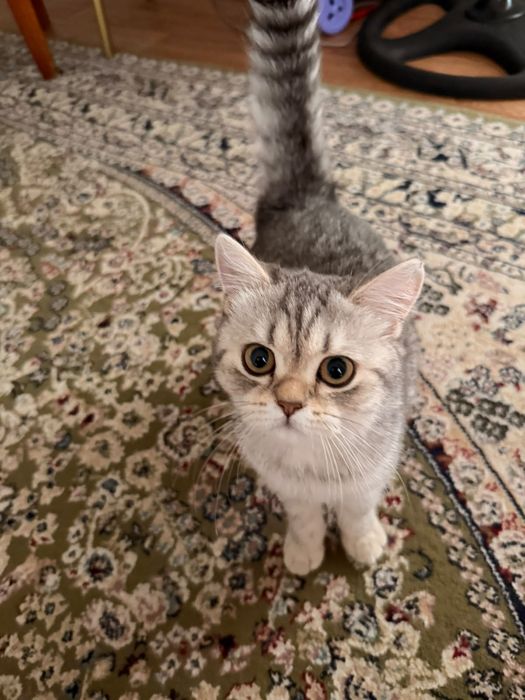 Продам британских котят