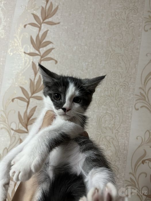 Отдаю в хорошие руки