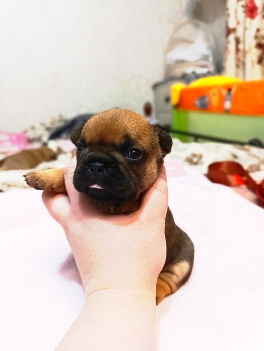 Продам щенков французского бульдога(Бронь)