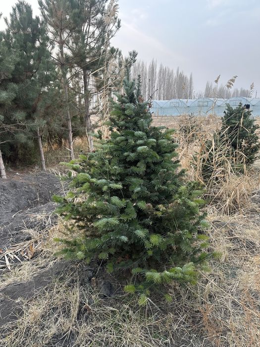 Альпийские пихты, Первые руки, Pihtalar birinchi qol