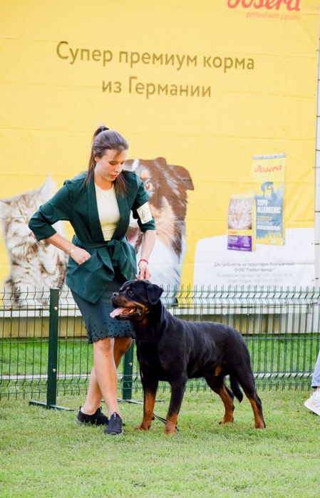 Ротвейлер вязка, Интернациональный Чемпион!