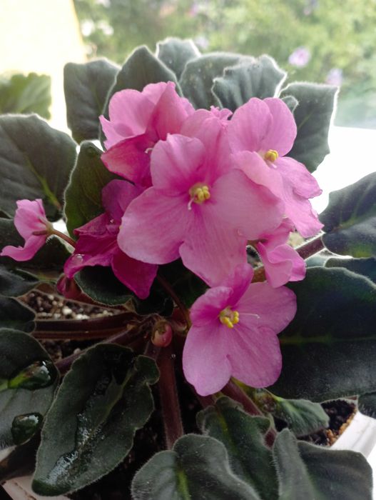 сентполия- кичеста теменужка